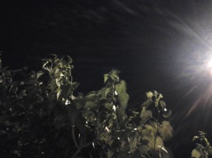 el regalo de lovecraft