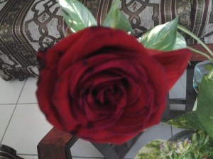 los cardenales de la muerte