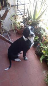 Por eso subía a la azotea con la perrita...