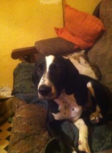 Esta noche saltó y se comió mi cena.