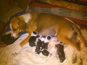 Illa es esta perra que veis pariendo. La encontró mi hija en un contenedor de basura cuando tenía unos días de vida.
